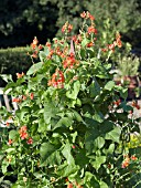 PHASEOLUS COCCINEUS SCARLET RUNNER BEAN