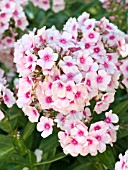 PHLOX PANICULATA BRIGHT EYES