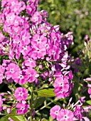 PHLOX PANICULATA KATHERINE