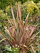 PHORMIUM TENAX MAORI SUNSET