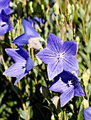 PLATYCODON GRANDIFLORA KOMACHI