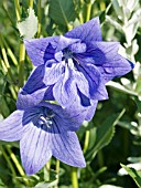 PLATYCODON GRANDIFLORA MARIESII