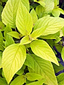 SALVIA ELEGANS GOLDEN DELICIOUS