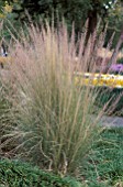 MUHLENBERGIA LINDHEIMERI,  MULY GRASS,  POACEAE