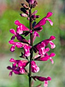 SALVIA INVOLUCRATA MULBERRY JAM