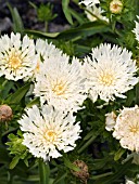 STOKESIA MARY GREGORY