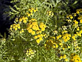 TANACETUM VULGARE ISLA GOLD