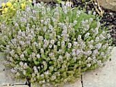 THYMUS WEDGEWOOD