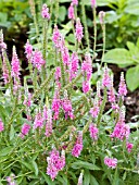 VERONICA SPICATA ROSENROT