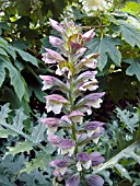 ACANTHUS HUNGARICUS