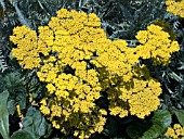 ACHILLEA CORONATION GOLD