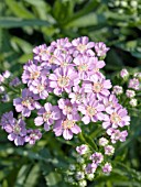 ACHILLEA SIBIRICA STEPHANIE COHEN