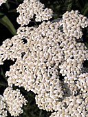 ACHILLEA SNOW SPORT