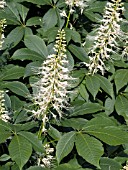 AESCULUS PARVIFLORUM