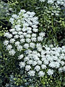 AMMI MAJUS GRACELAND