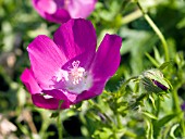 CALLIRHOE INVOLUCRATA