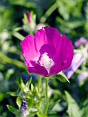 CALLIRHOE INVOLUCRATA