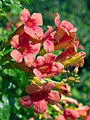 CAMPSIS RADICANS MORNING CALM