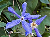 CLEMATIS DURANDII