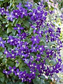 CLEMATIS JACKMANII