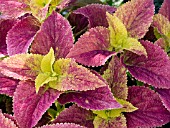 COLEUS ALABAMA SUNSET