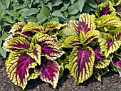 COLEUS KONG ROSE