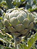 CYNARA SCOLYMUS IMPERIAL STAR