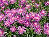 DELOSPERMA COOPERI (HARDY ICE PLANT)