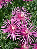 DELOSPERMA COOPERI (HARDY ICE PLANT)