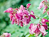 DICENTRA LUXURIANT