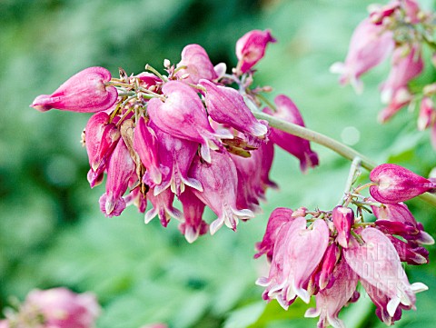 DICENTRA_LUXURIANT