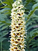 DIGITALIS FERRUGINEA