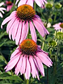 ECHINACEA KIMS KNEE HIGH