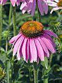 ECHINACEA KIMS KNEE HIGH