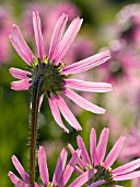 ECHINACEA TENNESSEENSIS