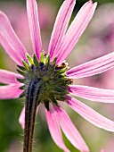 ECHINACEA TENNESSEENSIS