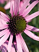 ECHINACEA TENNESSEENSIS