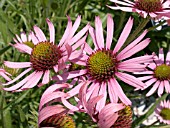 ECHINACEA TENNESSEENSIS