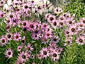 ECHINACEA TENNESSEENSIS