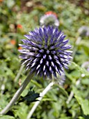 ECHINOPS RITRO VEITCHS BLUE