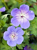 GERANIUM ROZANNE