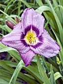 HEMEROCALLIS ALLEN WILD