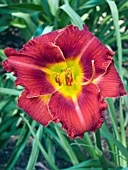 HEMEROCALLIS ARAMIS