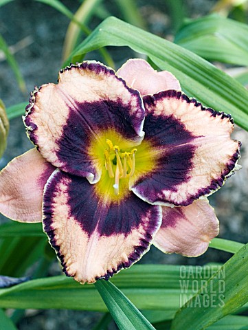 HEMEROCALLIS_AWSOME_BLOSSOM