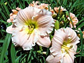 HEMEROCALLIS BARBARA MITCHELL