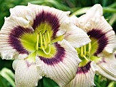 HEMEROCALLIS BETTY DAVIS EYES