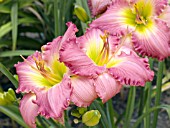 HEMEROCALLIS BIG SUR