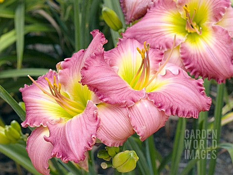 HEMEROCALLIS_BIG_SUR