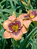 HEMEROCALLIS BROADWAY RAVES