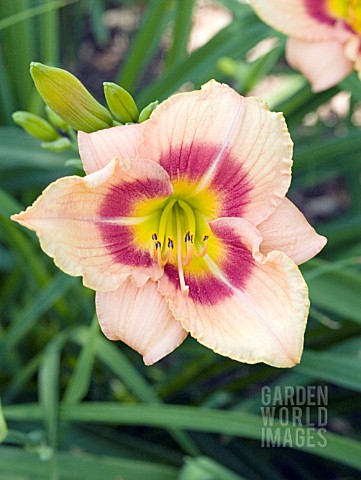 HEMEROCALLIS_BUFFYS_DOLL